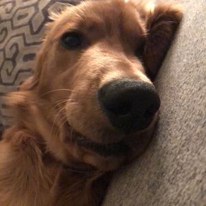 Meet your Posher, Holly